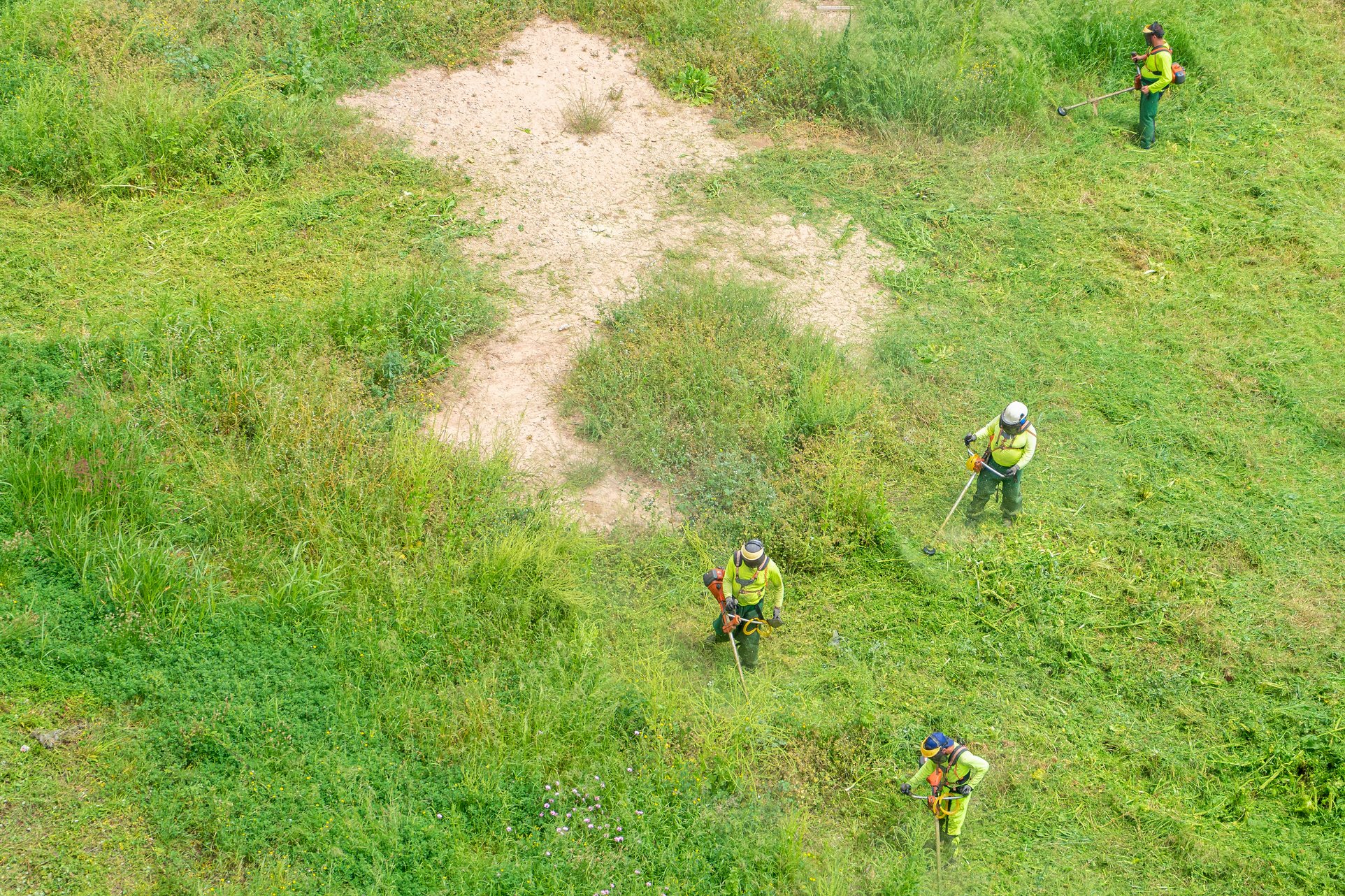 Grasscutters Cutting the Green Grass of an Abandoned Site