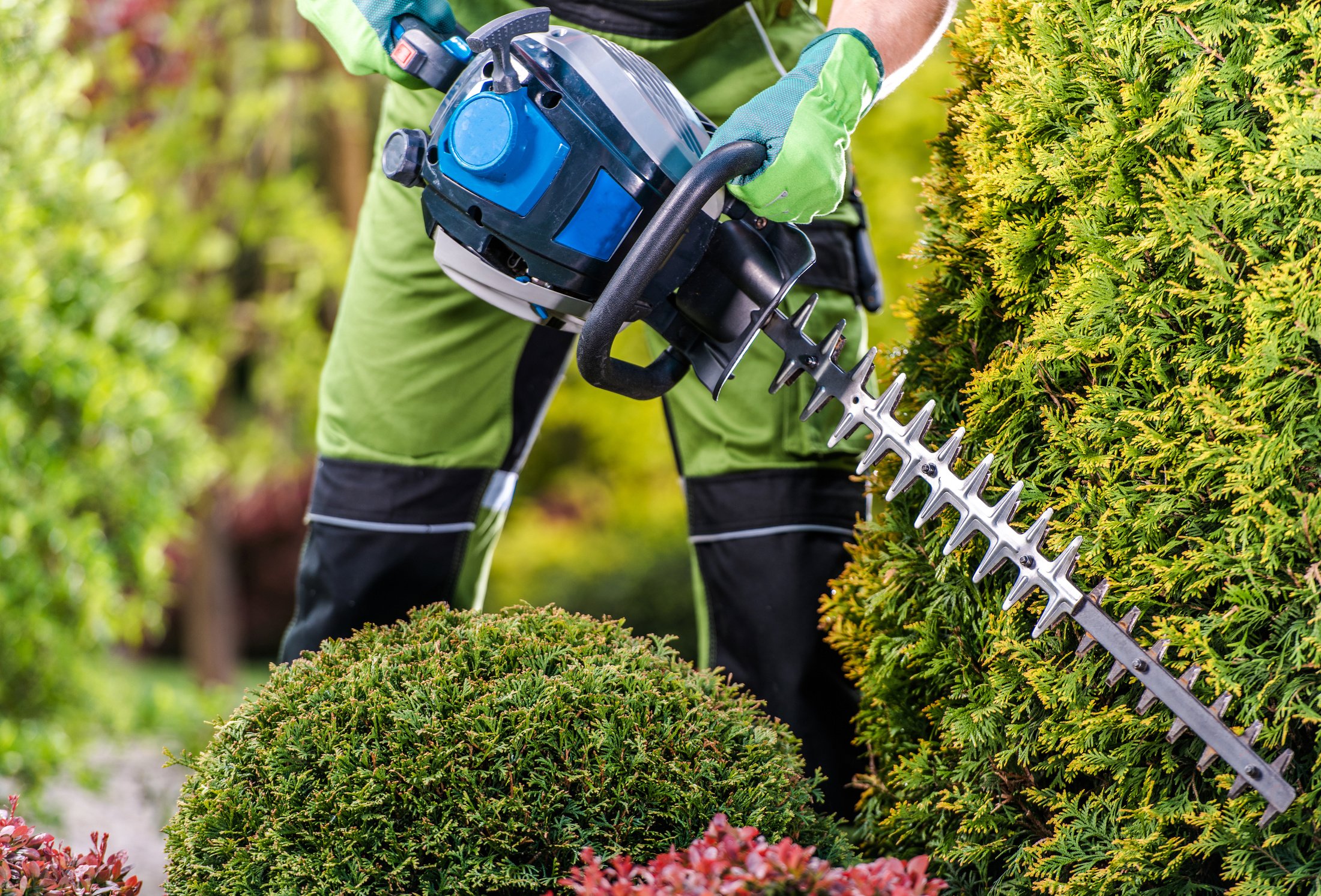 Landscaper Trimmer Thujas Wall